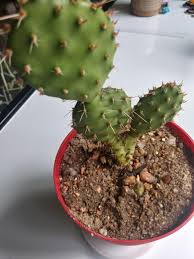 Is This A Prickly Pear Cactus And What Can I Do To Take Care Of It Cactus