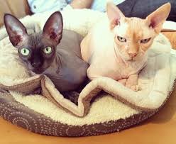 Stainless steel and ceramic don't trap the bacteria and are a safer and cleaner option. Sphynx Cats What You Should Know Before You Buy One Pethelpful