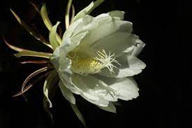 10 Tips For Growing A Queen Of The Night Cactus Garden Lovers Club Garden Lovers Club Cactus Garden Cactus House Plants