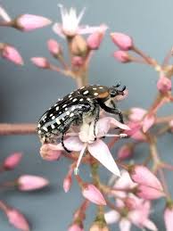 Image result for Indigofera brachynema