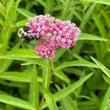 Image result for Asclepias schumanniana