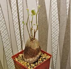 Image result for Tylosema