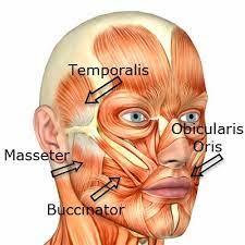 Facial Muscles