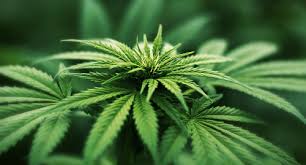 Hanf vor der ernte spülen. Cannabis Anbau In Deutschland Erste Ernte Von Medizinischem Cannabis Verzogert Sich Stuttgart Journal