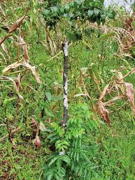 Image result for Clausena anisata