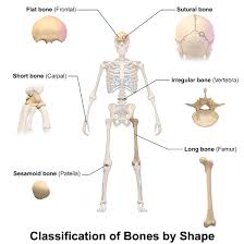 A long bone is one that is cylindrical in shape, being longer than it is wide.keep in mind, however, that the term describes the shape of a bone, not its size. 14 4 Structure Of Bone Biology Libretexts