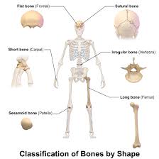 Human skeleton, the internal skeleton that serves as a framework for the body. 14 4 Structure Of Bone Biology Libretexts