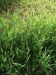 Image result for Digitaria brazzae
