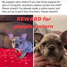 What is the mini french bulldog? Stolen French Bulldog Puppies Sacramento Bulldog Puppies Puppies French Bulldog Puppies