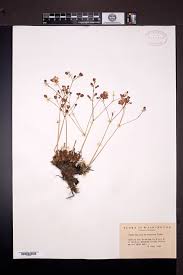 Image result for Talinum crispatulum