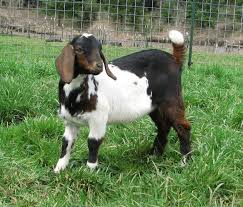 Mini Nubian Goats For Sale Nubian Goat Goats For Sale Goats