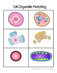 Finally, an unlabeled version of the diagram is included at the bottom of the page, in color and black and white. Plant And Animal Cell Vocabulary Games Bundle By Sweet Dee S Science Shop