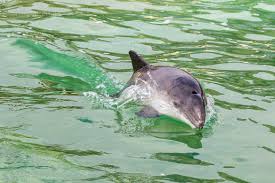 More images for schweinswal englisch » Ecomare In Texel Ein Museum In Dem Seehunde Und Seevogel Aufgepappelt Werden