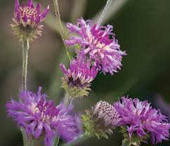 Image result for Vernonella