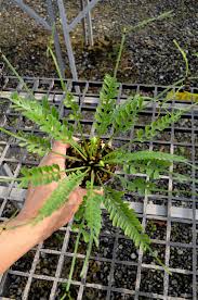 Image result for Asplenium ceii