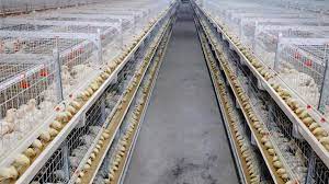 How To Take Care Of Chicks - Keeping Chicks From Incubation To The 1St 60  Days