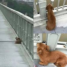 A loyal dog refused to leave the very spot where his owner disappeared. 🐶💔 In Wuhan, China, people noticed a dog sitting quietly on the Yangtze Bridge, staring into the river below.