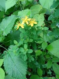 Image result for Hypericum quartinianum