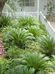 If the plant is in ground, make sure the soil is freely draining. King Sago Palm Cycas Revoluta Urban Tropicals