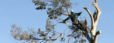 Tree Removal Low Price 6237920017 Phoenix Valley Wide Click Here Tree Removal Tree Pruning Tree Care