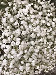 Baby S Breath Organic Vegetable Seeds Flower Seeds Seeds