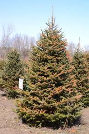 Arborist and tree surgeon servicing hervey bay and surrounds. Planting To Harvest Life Cycle Of A Fraser Fir