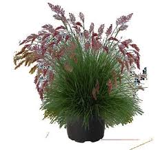 Image result for Melinis tenuissima