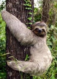 Tembel Hayvan Sloth Tembel Hayvan Hayvan Hayvanlar Alemi