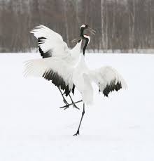 Dance Of Love By Harry Eggens 500px Hayvanlar Kus