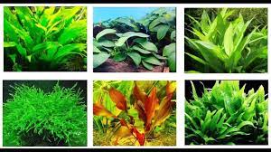 In no particular order, we will list some of the most common plants you. Best Aquarium Plants For Betta Fish Youtube