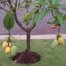 Pokok keriang dot berbuah sekali dalam setahun sekitar bulan april hingga mei. Pokok Anggur Brazil Anggur Anak Benih Buah Buahan Klon ÙÙŠØ³Ø¨ÙˆÙƒ