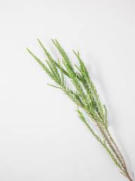 Image result for Fabiana imbricata