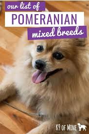 Pomeranian Chihuahua Mix Black And Brown 16 Pomeranian Mixes All Different Kinds Of Pomi Perfection Pomeranian Mix Pomeranian Dog Pomchi Dogs