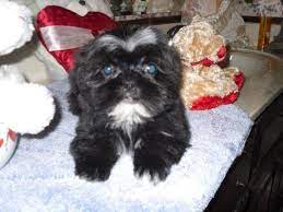 We did not find results for: Shih Tzu Imperial Line Reduced For Sale In Mcminnville Tennessee Classified Americanlisted Com