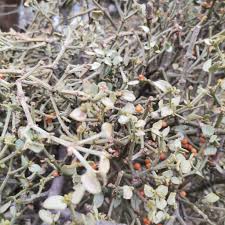 Image result for Viscum combreticola