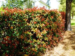'take a plant, leave a plant denton' group creates community among plant lovers. Is It A Good Idea To Use Red Tip Photinia Shrubs For Landscaping In Texas Dengarden