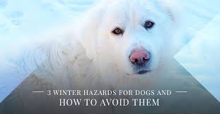 Our primary services are overnight boarding, daycare, and grooming, offering a wide selection of services catered to your pets individual needs. Dog Boarding Near Me Kansas City 3 Winter Hazards For Dogs And How To Avoid Them