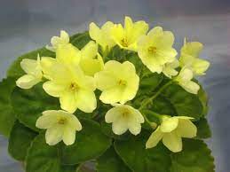 We did not find results for: Episode 88 African Violets With Annie Rieck Plus Otlsowalong Part Two Jane Perrone