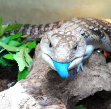 Lizards Geckos Reptile Specialists Cute Reptiles Blue Tongue Skink Lizard