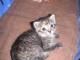 One meow from the baby kittens and we people are falling flat in love with this cuddly baby. Free Kittens For Sale In Simcoe Ontario Nice Pets Online