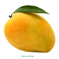 download jackfruit free png photo images and clipart freepngimg png photo images and clipart freepngimg