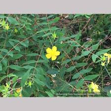 Image result for Hypericum humbertii