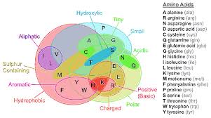 Amino Acids Mens Sexual Health Info