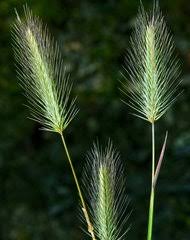 Image result for Trachypogon chevalieri