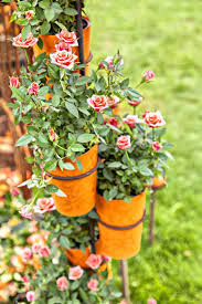 A dramatic color display that is excellent. Growing Miniature Roses In Containers Caring For Container Miniature Roses