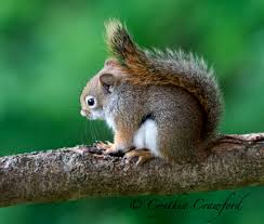 Check spelling or type a new query. Baby Red Squirrel Photo Cynthia Crawford Photos At Pbase Com