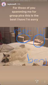 Taylor Swift S Cats Benjamin Button Olivia And Meredith Taylor Swift Cat Taylor Swift Pictures Taylor Swift Fan