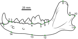 Изучайте релизы canis dirus на discogs. Line Drawing Of A Left Dentary Of The Dire Wolf Canis Dirus With The Download Scientific Diagram