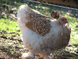 My birds all free range and are exceptionally healthy and happy! Chickens High View Farm