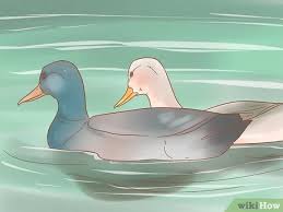 We didn't know what they so we fed them bread that we teared into small pieces. How To Take Care Of Ducklings With Pictures Wikihow